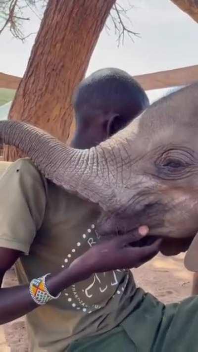 lots of love for their keeper ❤️ @ Reteti Elephant Sanctuary