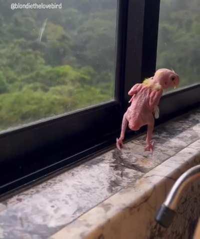 Blondie, a lovebird with Psittacine Beak and Feather Disease (PBFD). Birds suffering this disease exhibit depression, irreversible loss of feathers/beak and claw deformities, and eventually die in a short time. This fella however is going 6year strong.