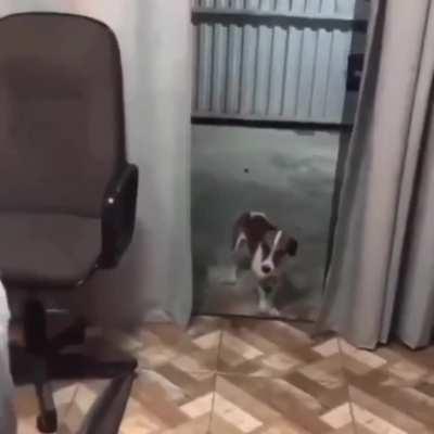 Makes everyone dance!