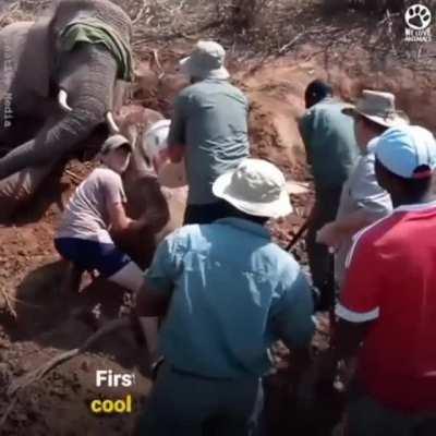 Saving a baby elephant
