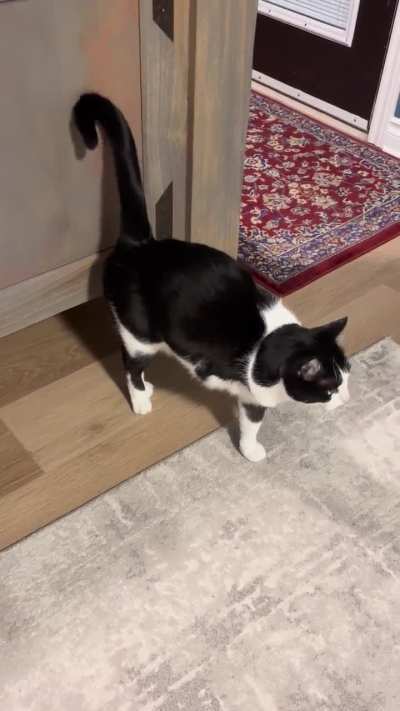 My three legged cat gets excited for bed every night [OC]