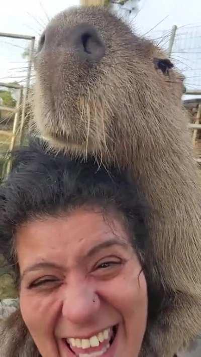 Say hello to Leonardo Dicapybara