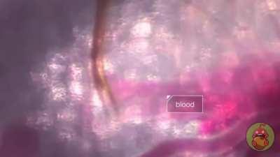 Рекабу обучающий (Как комары пьют кровь)