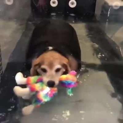 rescue chonk has a support toy while it exercises