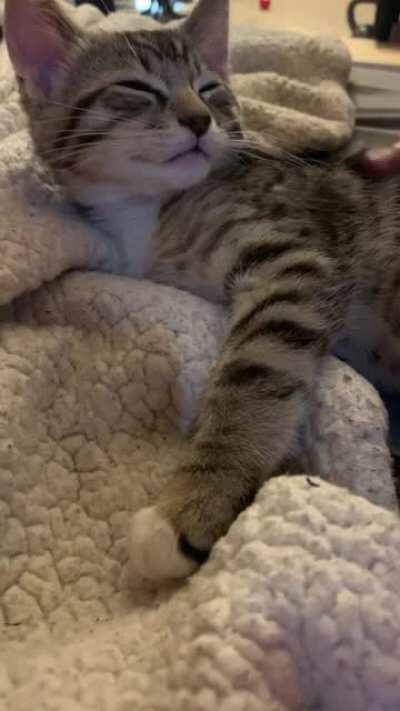 He really enjoys the pets!