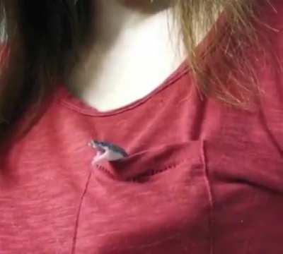 This adorable little pocket snek giving a big yawn