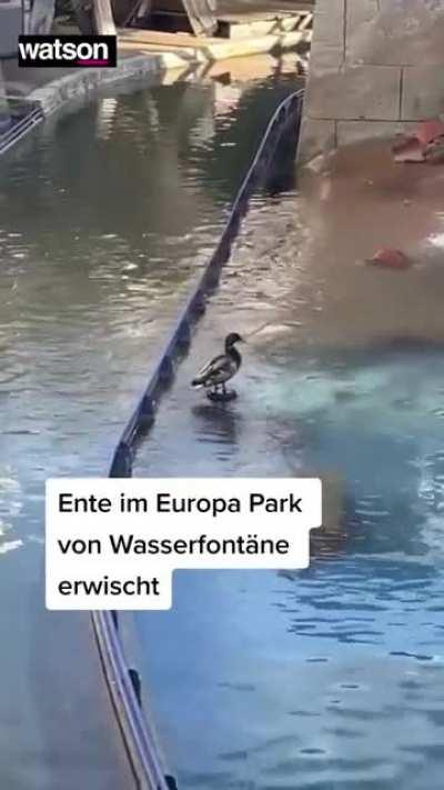 Ente gut, alles gut