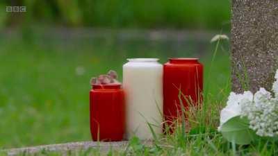 The European or Eurasian hamster, native to the grasslands of Europe and Asia, is currently listed as critically endangered. Hamsters have expandable cheek pouches to transport food to their storage areas. This particular hamster ran into some difficulty 