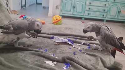 CHEESE! Our rescue greys Fia and Touho