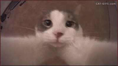 POV: You just said good morning to Stella