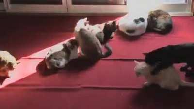 cats are solar-powered confirmed