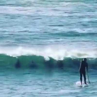 The dolphin mafia arrive