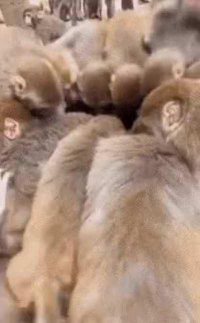 When the shorts lower the price too much 🤣🦍😂🦍🤣🦍😂💎🤲🚀🌙