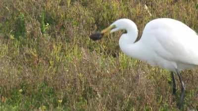 Great Egret hunting and eating a small mammal, i filmed this in imperial beach 