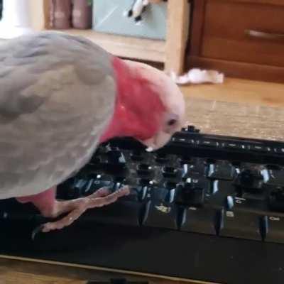 Get a bird, they said, it'll be fun 🤦‍♀️