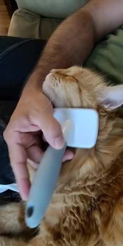 Oliver loves his brush