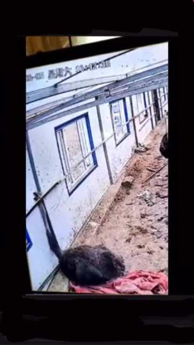 Ostrich gets stuck and this happens.