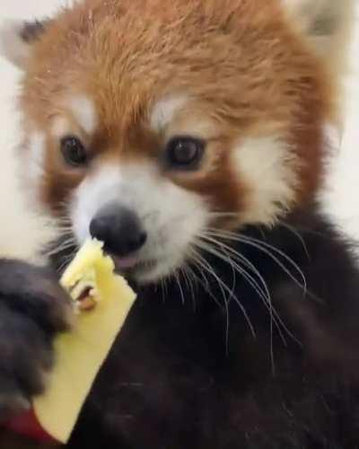 Adorable Red Panda Eating Apple