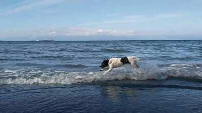 Pup meets ocean for the 1st time ecstatic