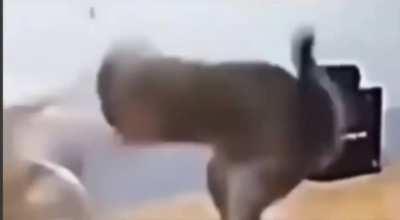 MemeVideos - Video #0270