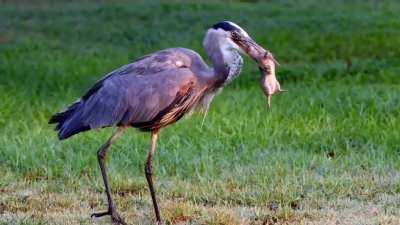 A great blue heron spears a gopher’s skull and swallows it whole