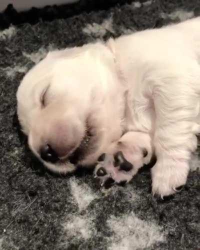 This Little Guy Is Having A Nice Dream