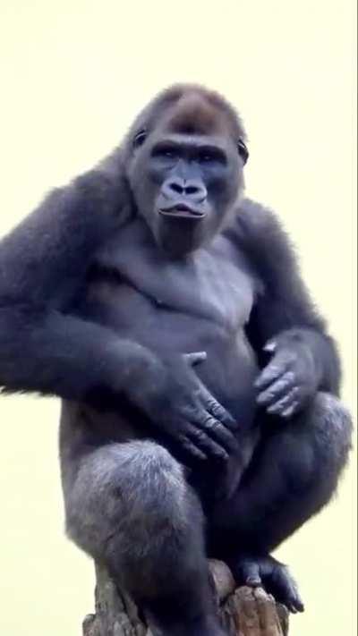 Teenager gorilla, still gonna get bigger