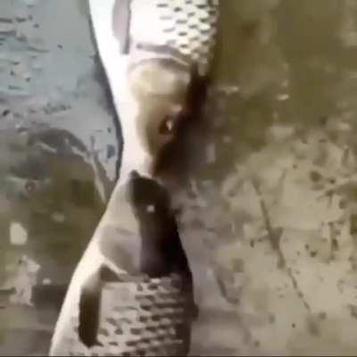 true love❤️❤️❤️❤️🦍