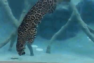 Jaguar underwater