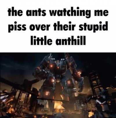 shewpid ants