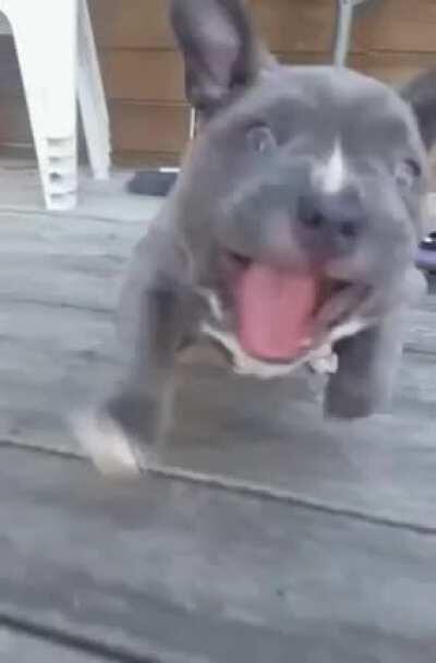 Cautious Start To The First Zoomies ..