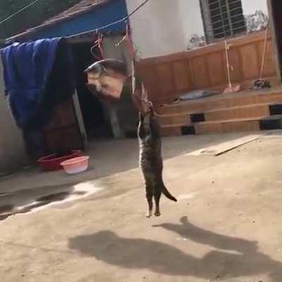 I believe those are fish left out to dry..