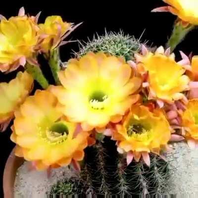 Time lapse of cactus flowers blooming