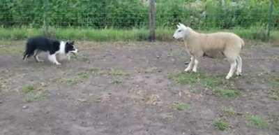 Their names were Thunder and Lightning, and they were shepherding