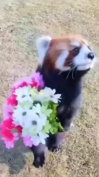 Carrying flowers for the girlfriend