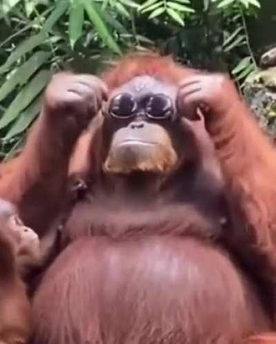 Самая крутая обезьяна в зоопарке