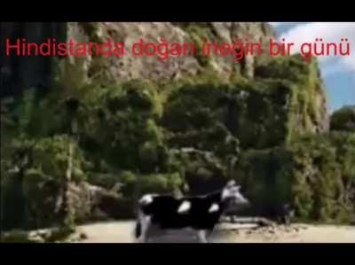 Some god cow problems