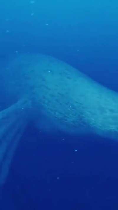 Мимо проплывал