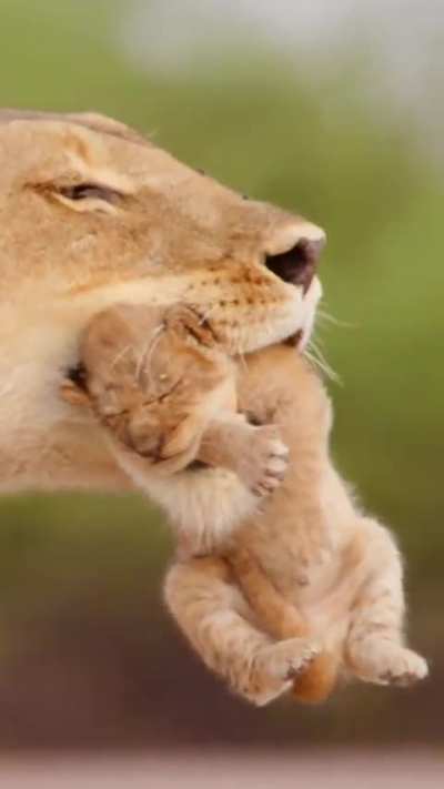 Mom’s the best means of transportation