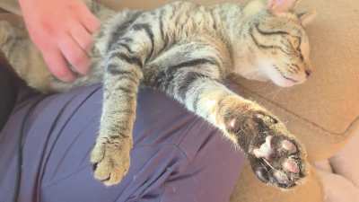 The royal belly is as soft enough to be royalty