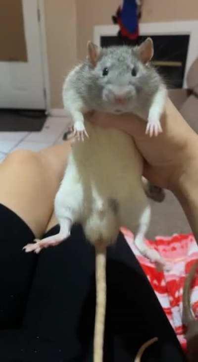 help! someone spilled rats on my couch!!