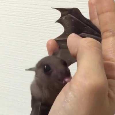 Cute bat licking hand