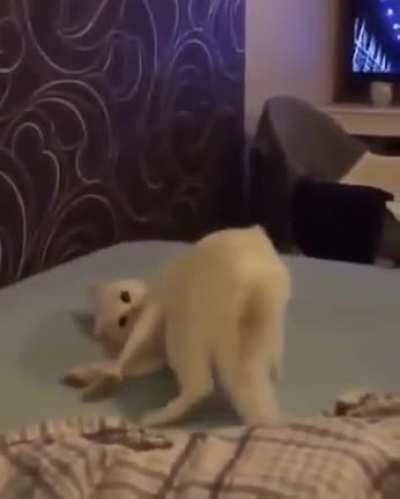 Cat.exe stopped responding