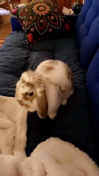 After 6 months she found the sofa. Bink-a-dink!