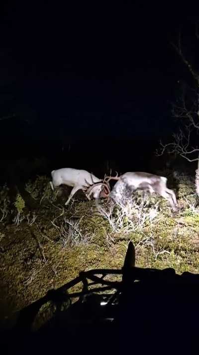 🔥 Stumbled upon 2 reindeer bulls, one being leucistic, fighting in the darkness, with them being to busy to care about me