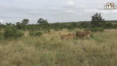 Lion cubs start practicing their hunting skills from when they're only 6 weeks old! They typically learn by watching their mothers, or by play-fighting with their siblings. Lionesses play a vital role in their cubs' development.