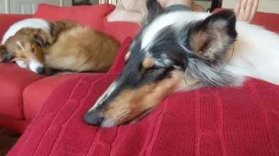 Dreaming about that pesky squirrel no doubt!