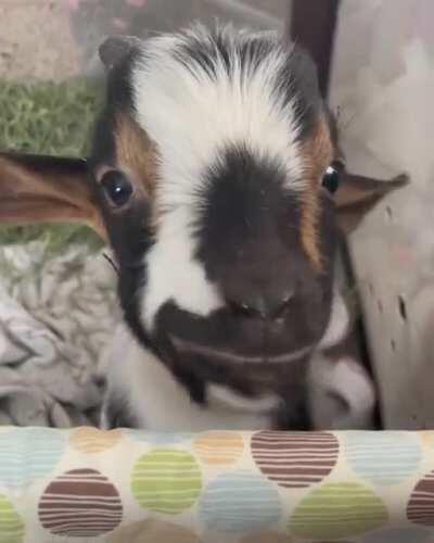 Lunch date with Patrick at Ruby Slipper Goat Rescue 🔈