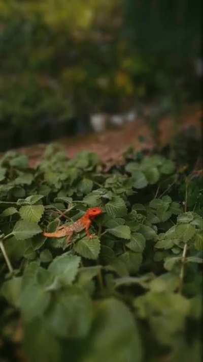 Spotted this striking little fella in our garden today.