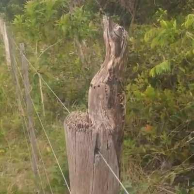 El kakuy, que habita en el norte argentino